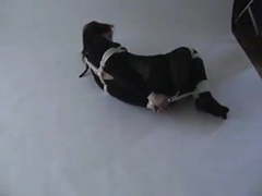 Find-Best-Pantyhose.com presents: Hogtied in catsuit